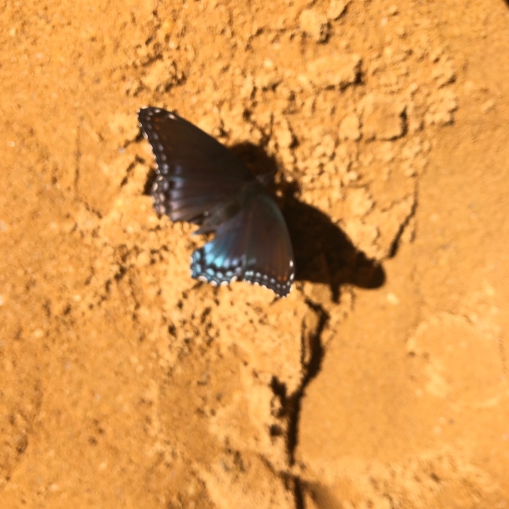 Meet your Posher, Brenda